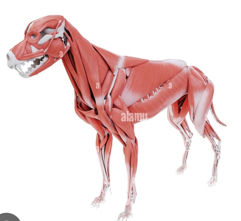 Pepsi's - What Is Repetitive Strain Injury in Dogs and What’s Actually ...