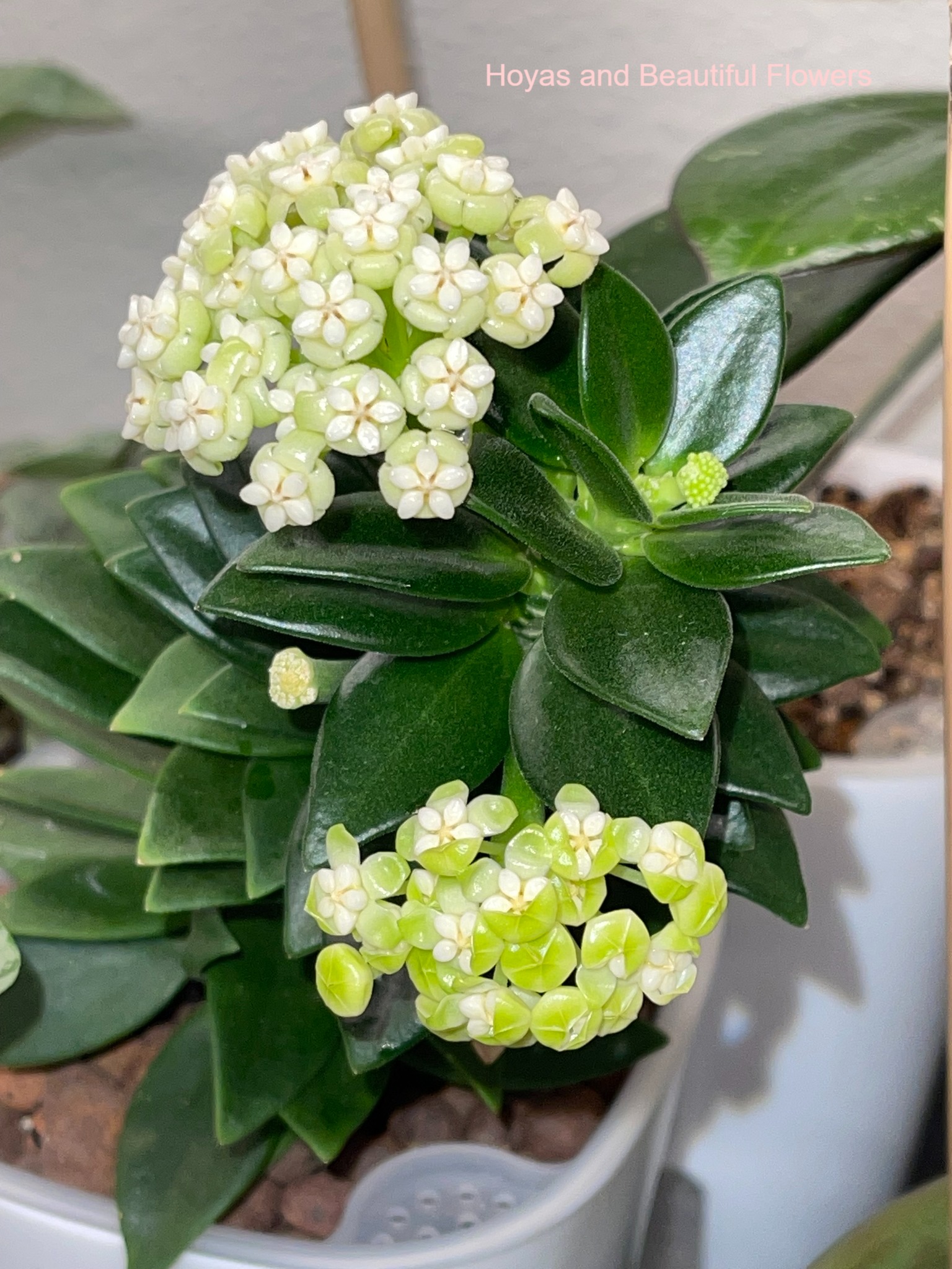 Hoya pachyclada snow lotus blooms Hoyas and Beautiful