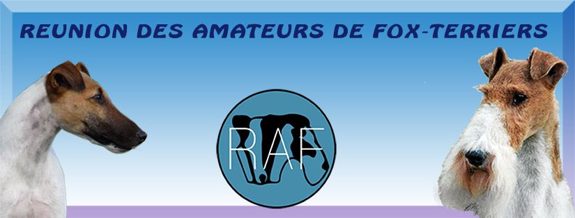 Nouvelle page du... - Réunion des Amateurs de Fox-terriers | Facebook