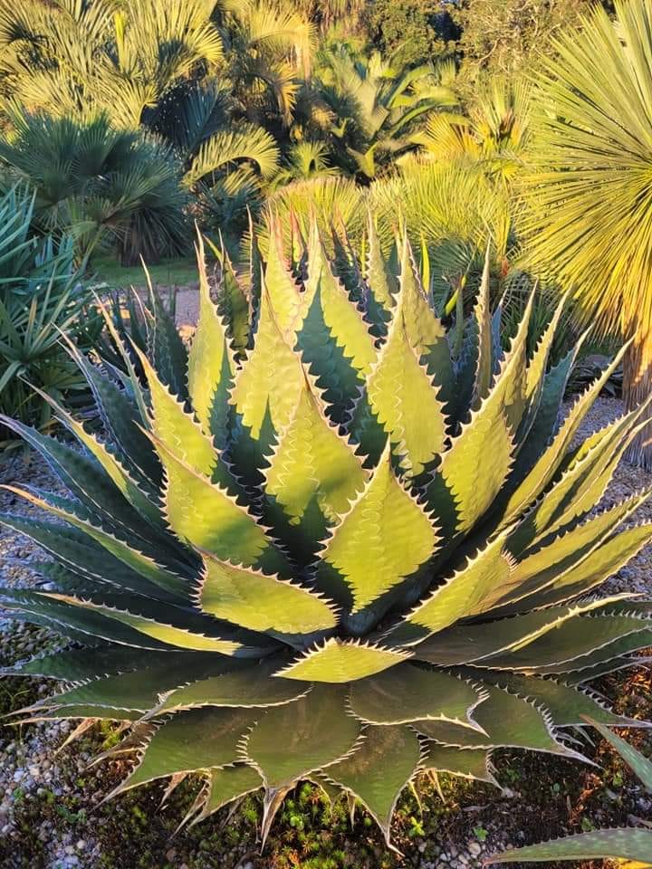 Agave Montana surrounded by Ice Plant flowers. Z6 Toronto 🇨🇦