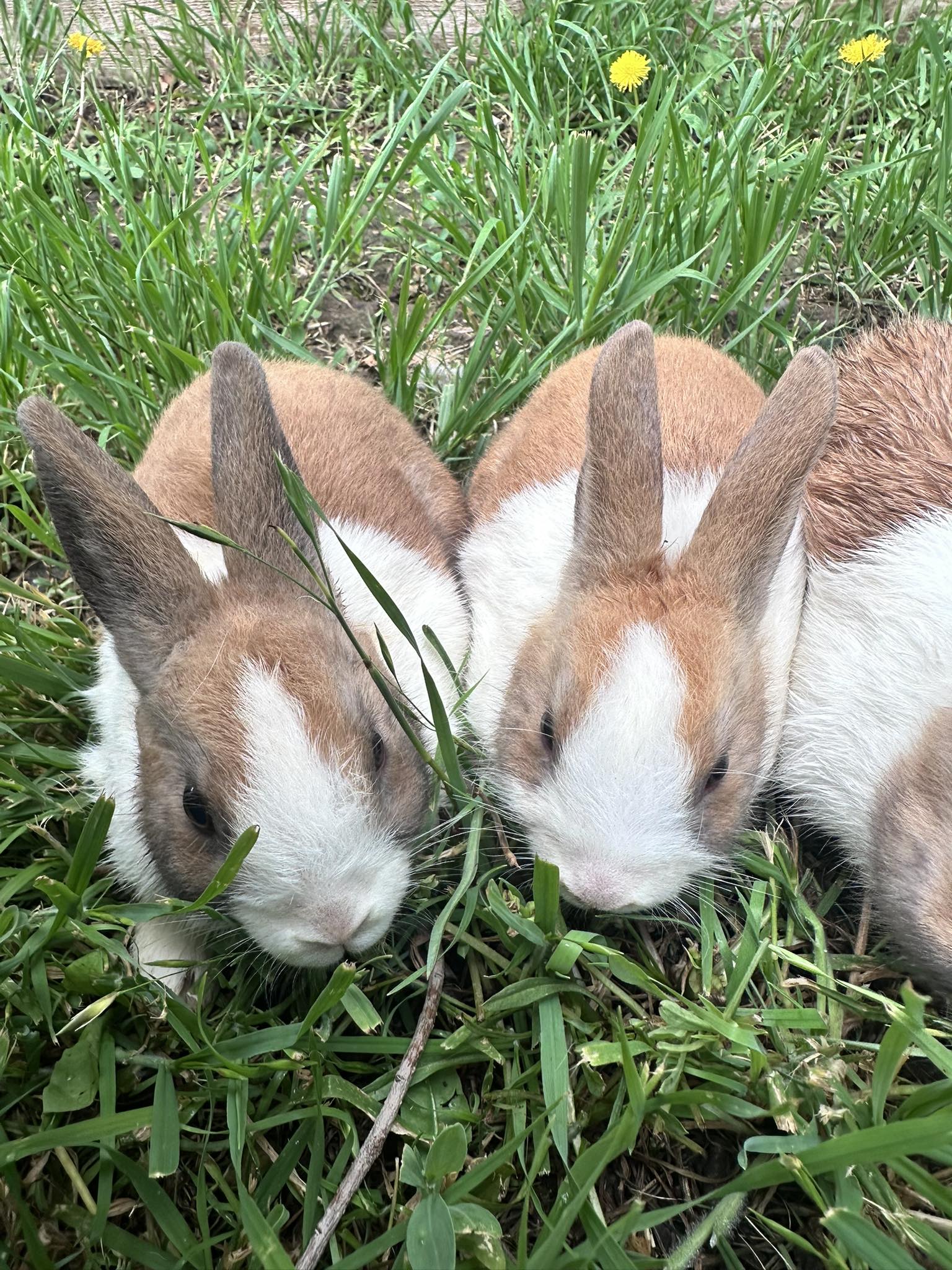 Hoppin’ T Rabbitry | Happy TX