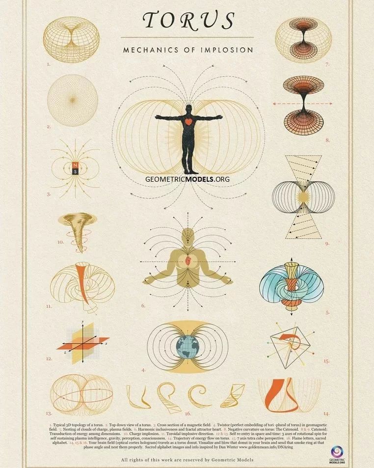 The torus form has been one of the most... - Geometric Models