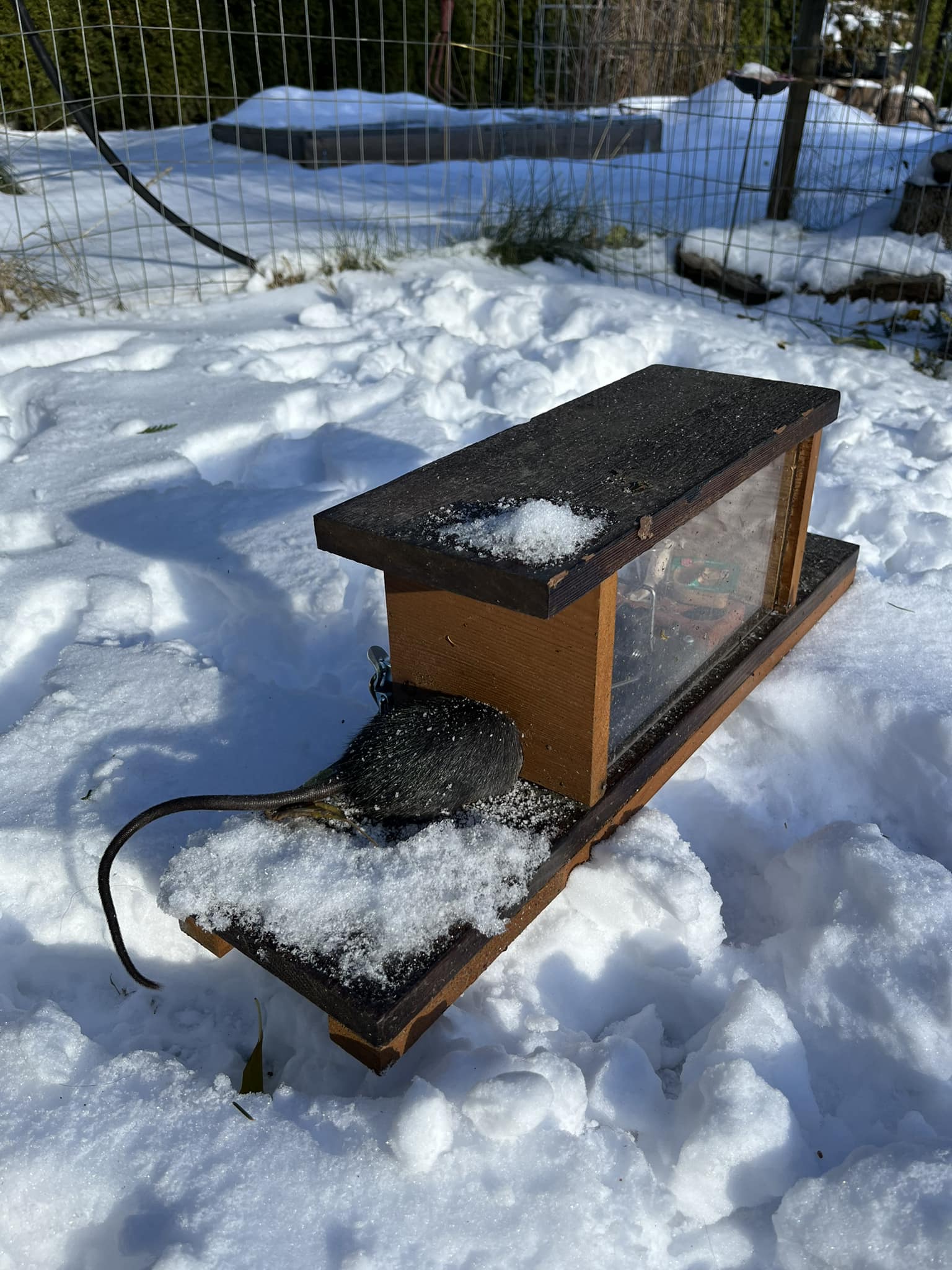 Chilliwack a Rat | Chilliwack BC
