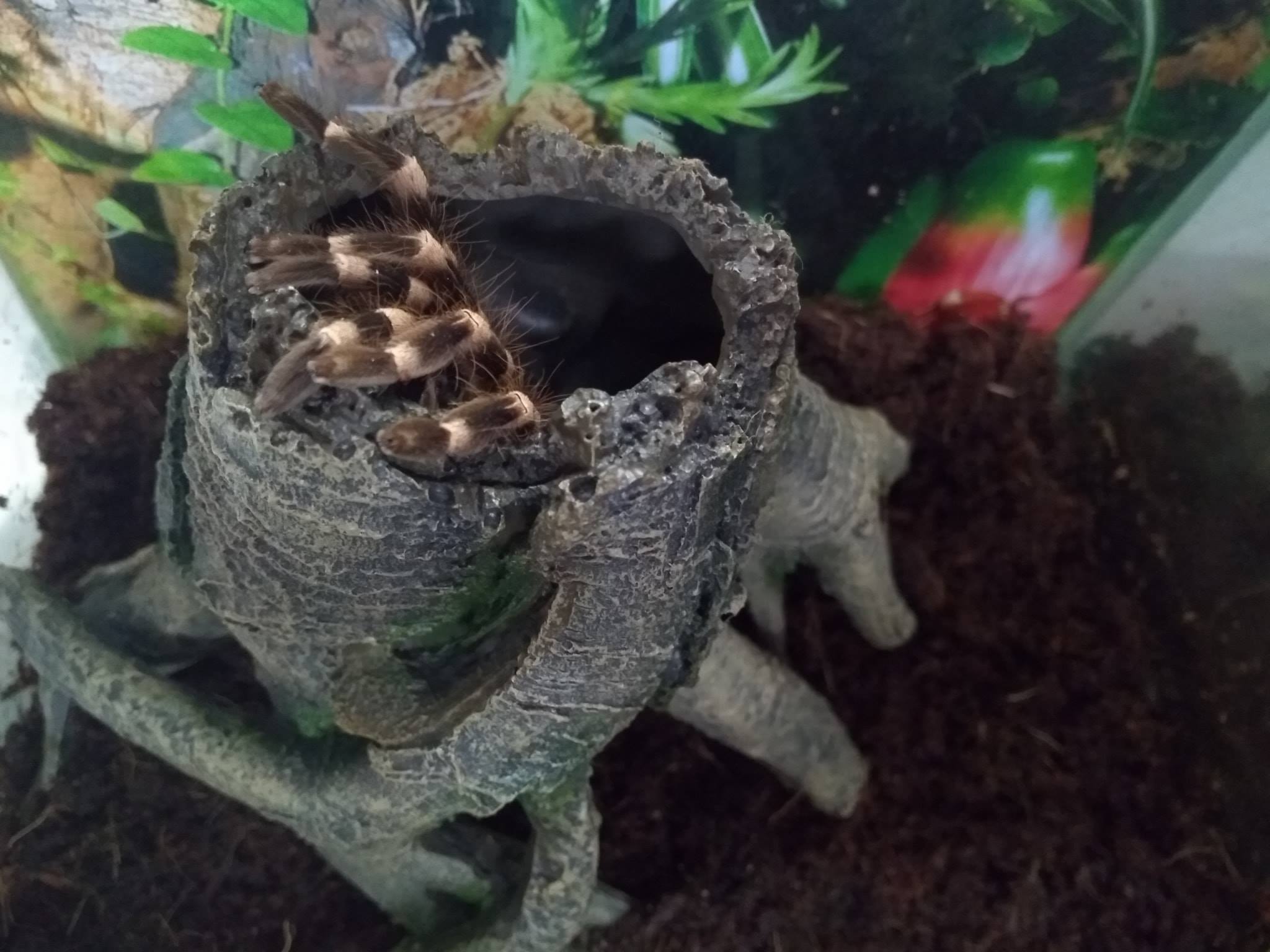 Freak's Spiders