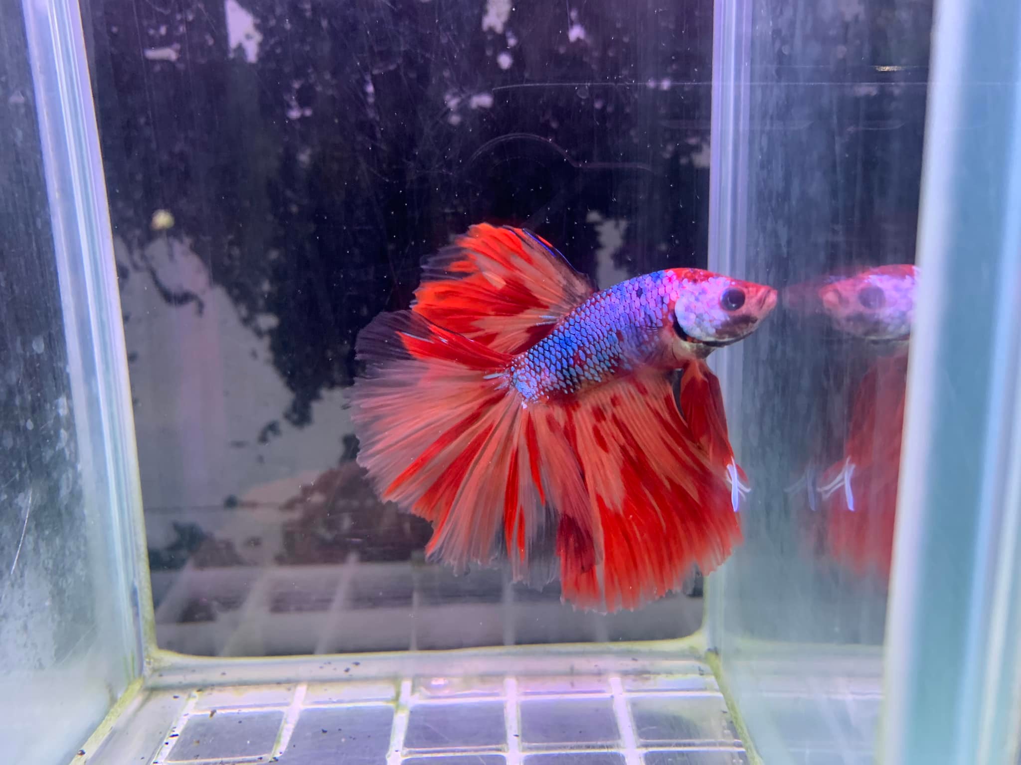 New Life Aquarium & Pets - Bulleen | Bulleen VIC