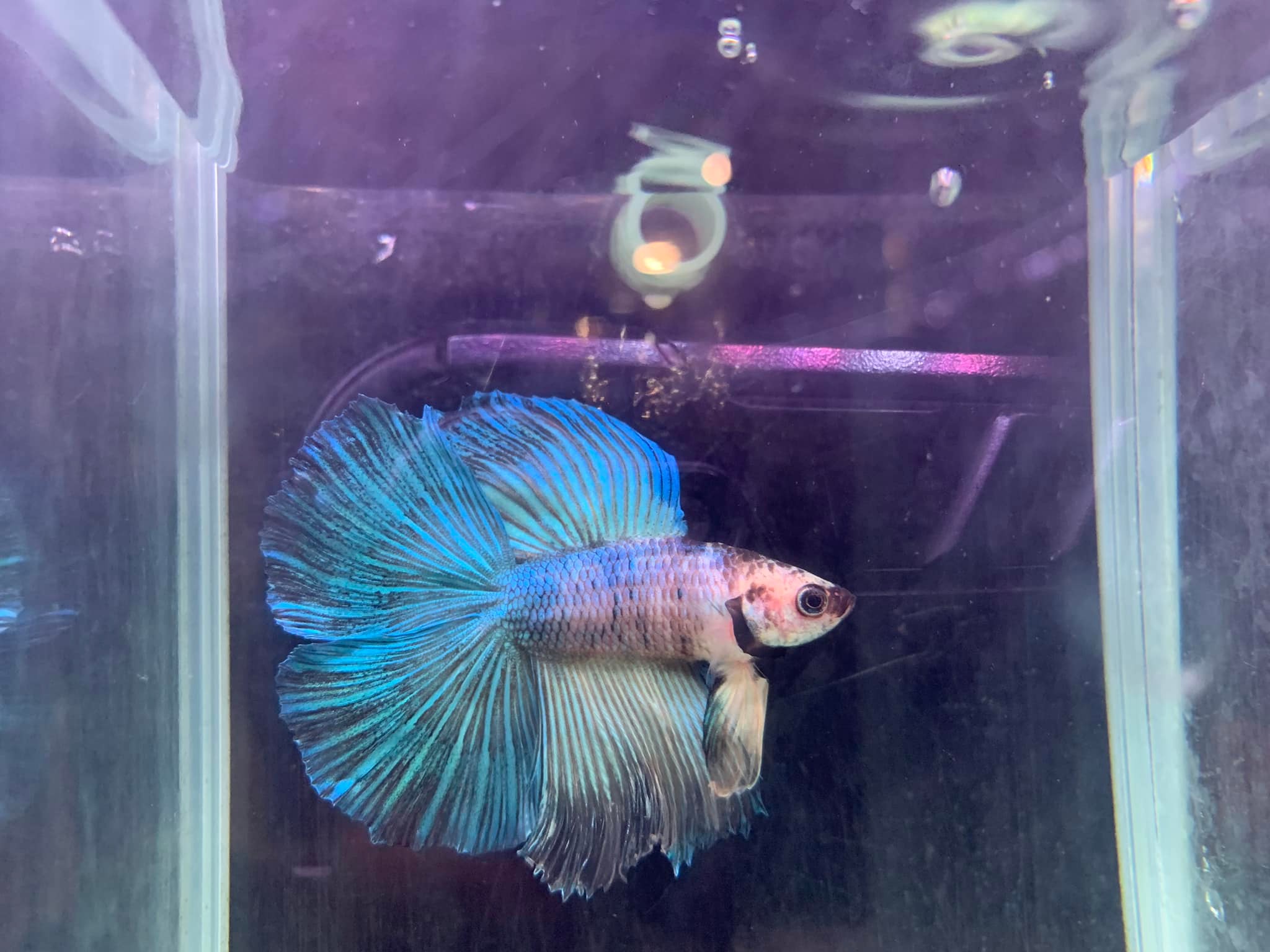 New Life Aquarium & Pets - Bulleen | Bulleen VIC