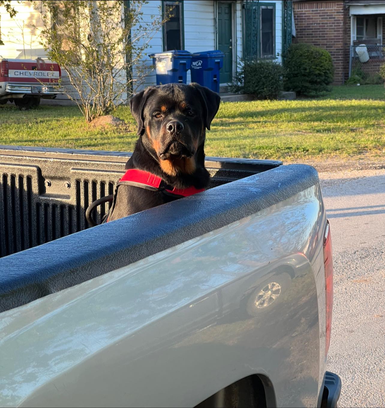 Rottweilers in houston