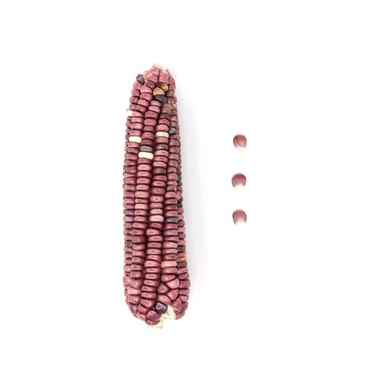 TAMOA - El Purépecha Rosa o Mushito de Michoacán, suele medir más de 3 ...