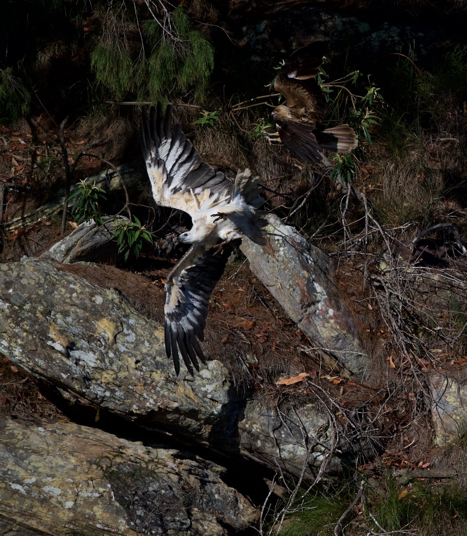 SeaHawk Adventure Photography