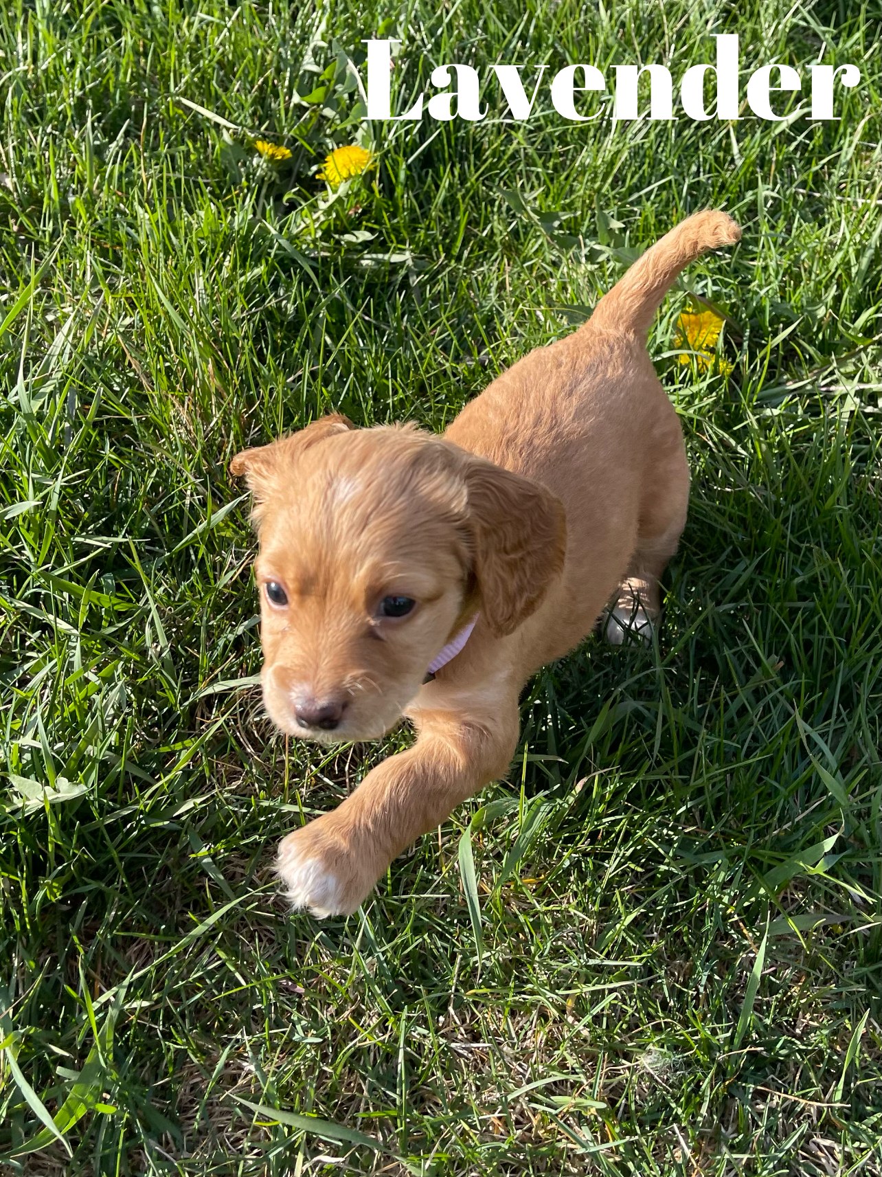Wyckoff Cockapoos | Marion IA