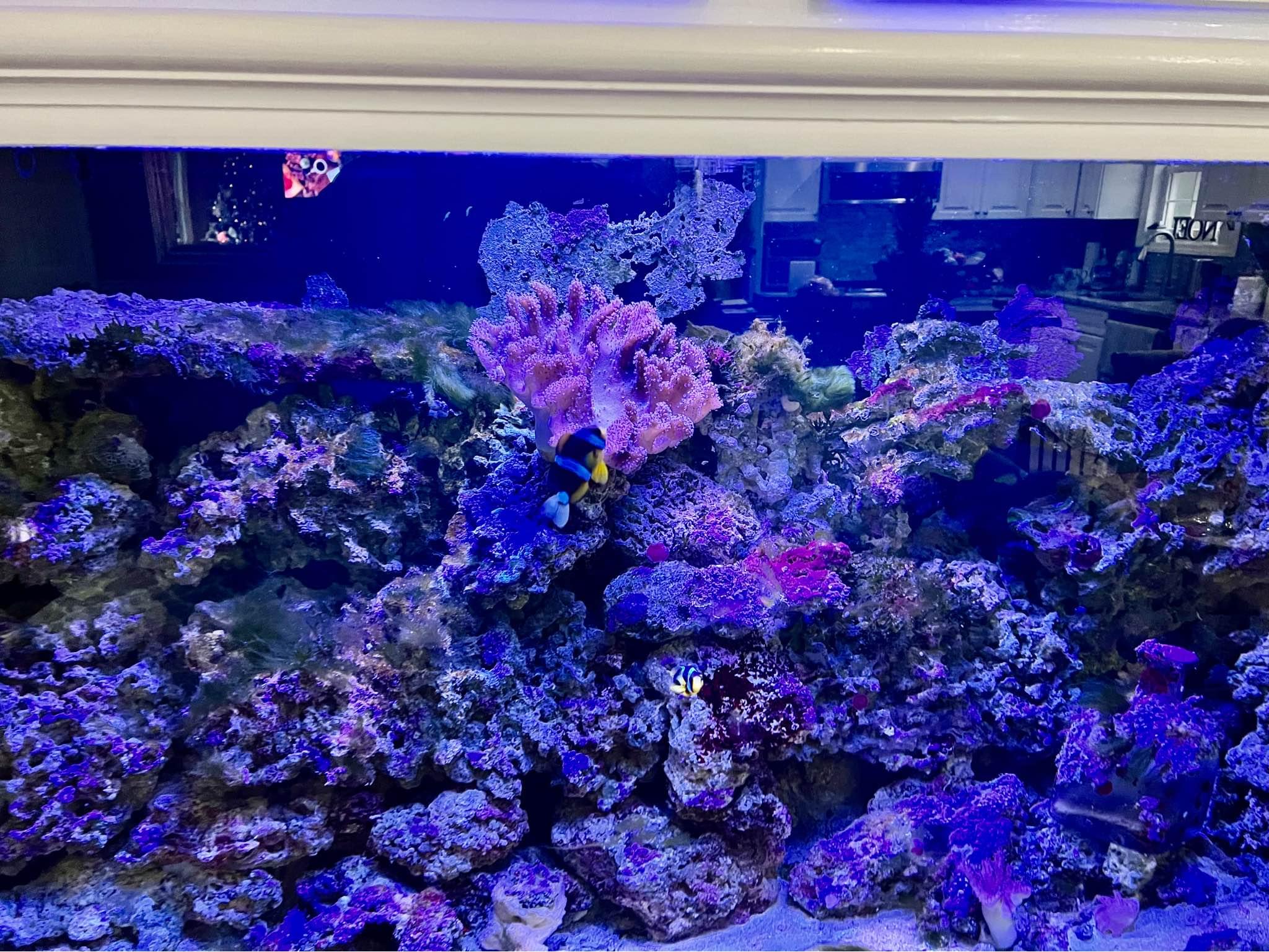 Beautiful view of Rocky Beach Aquarium Setup For Sale