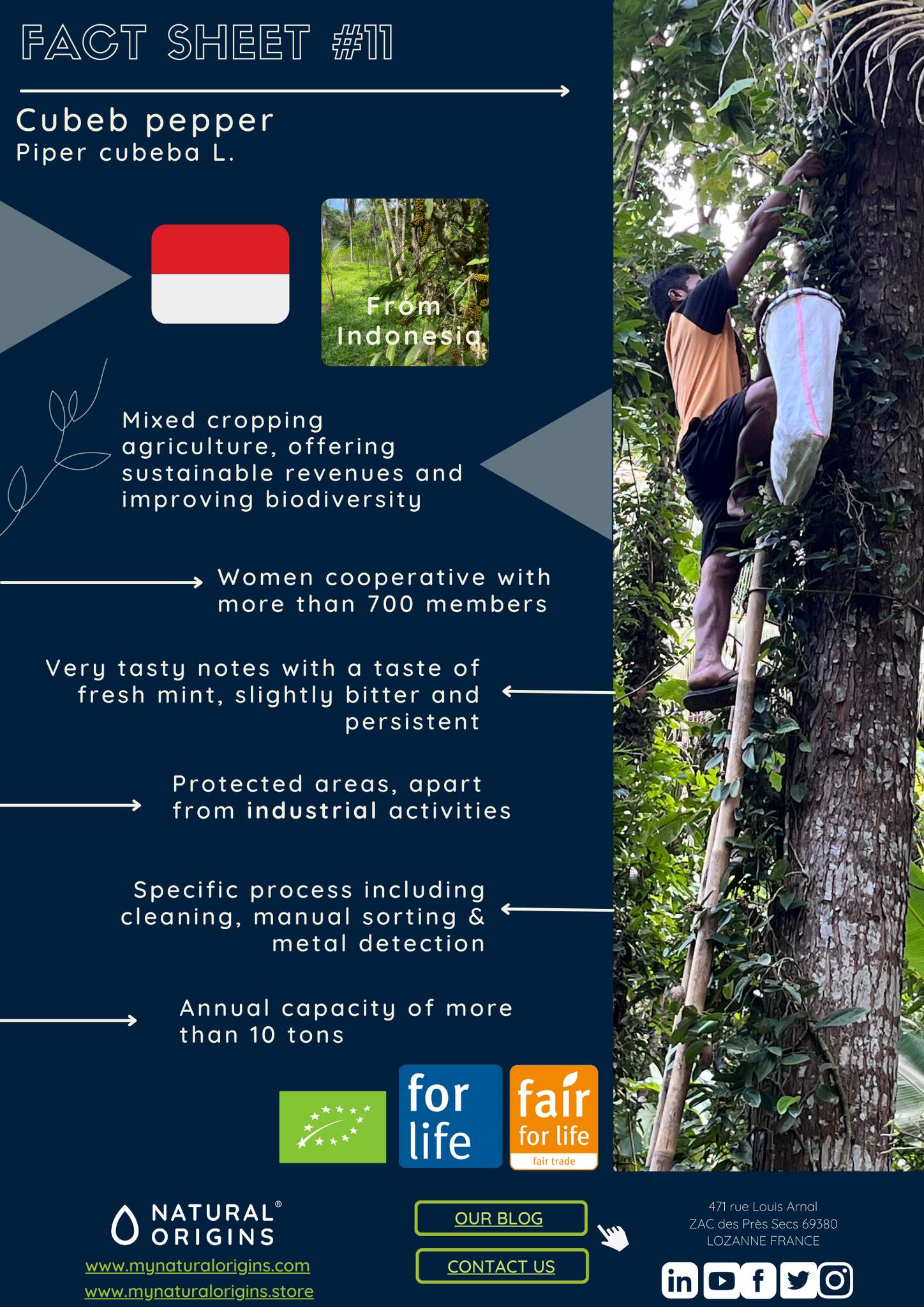 Natural Origins - Discover our cubeb pepper from...