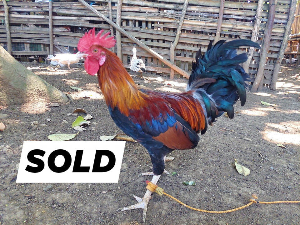 Native Manok Cavite