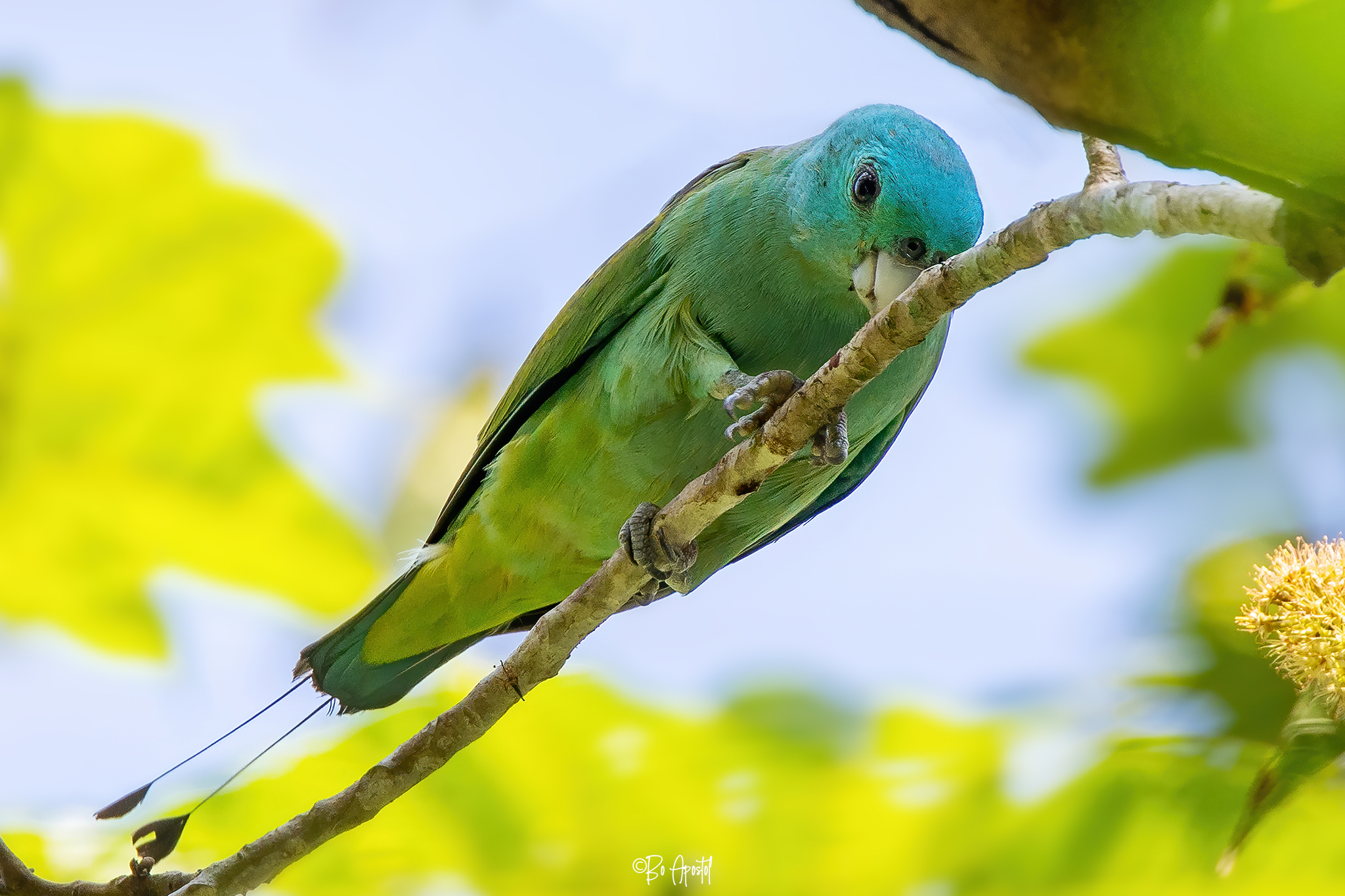 Birdwatch Philippines Community | **Blue-headed Racket-tail** | Facebook