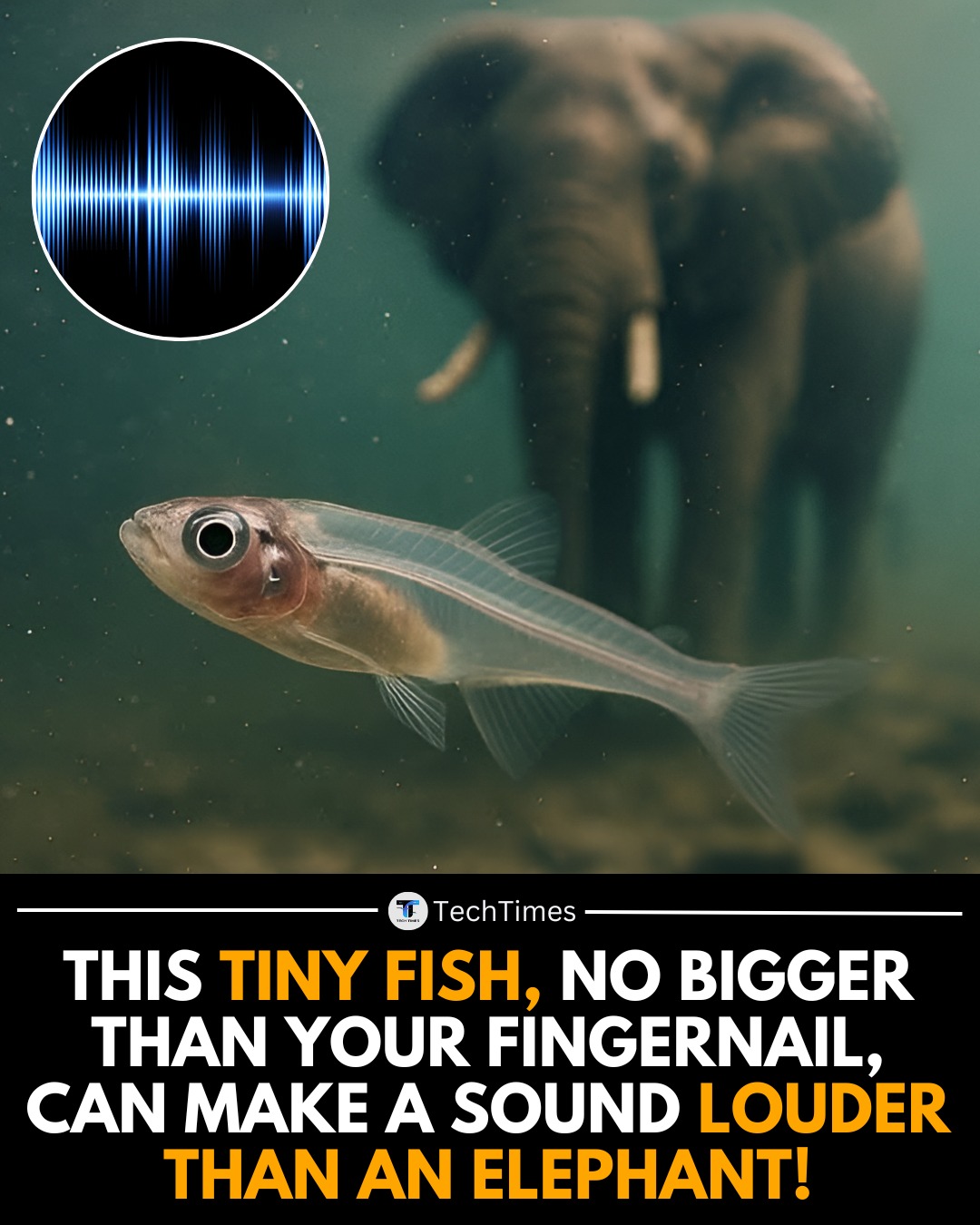 TechTimes - Meet Danionella cerebrum—a translucent, fingernail-sized ...