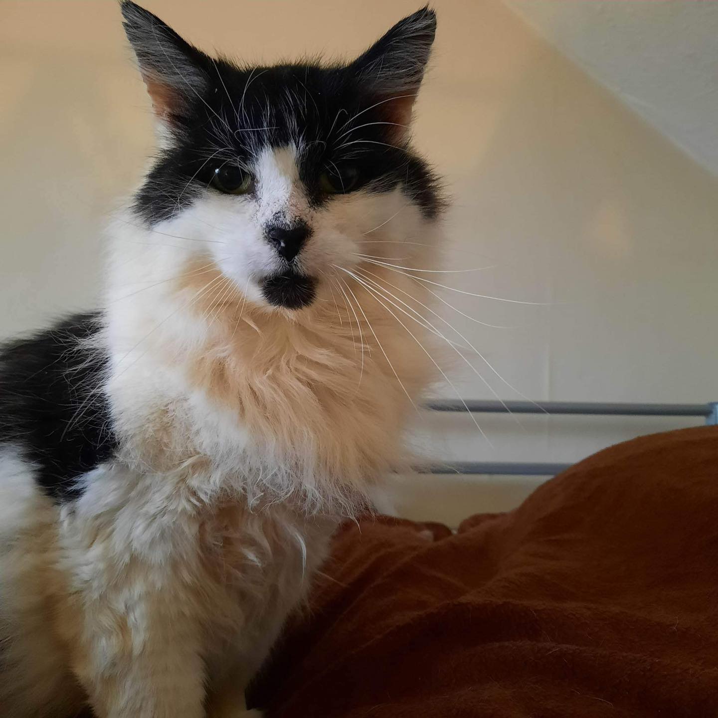 CAT OF... - Mansfield Cat Rescue registered charity 1193319 | Facebook