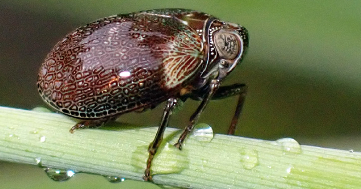 European - [#entomology] Issid planthoppers from Bach Ma and Phong Dien ...
