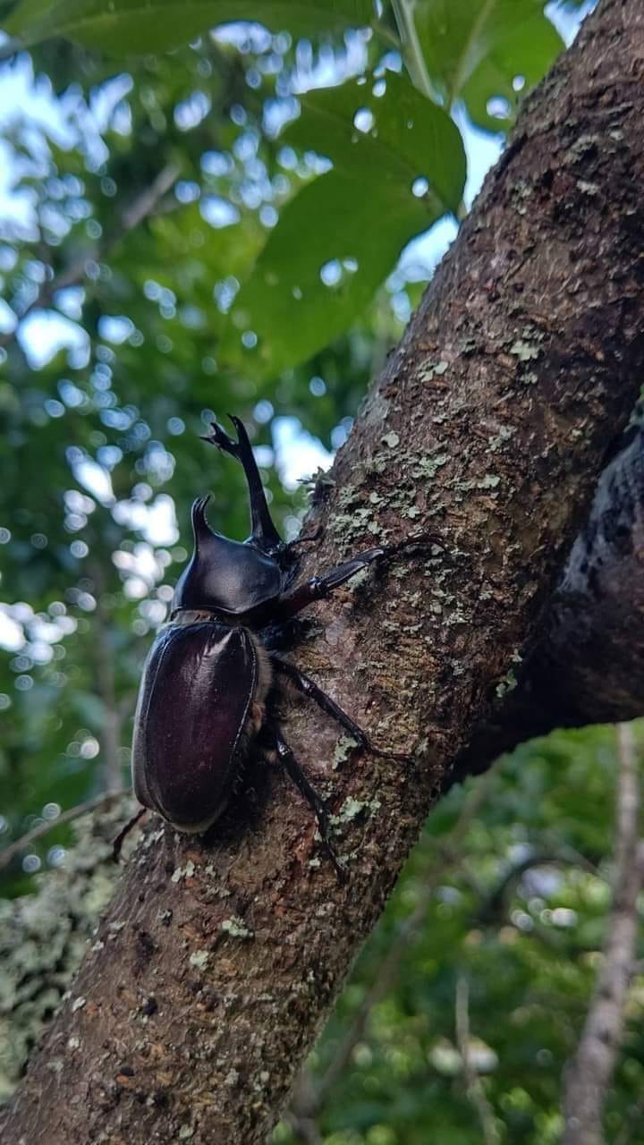 If you go down to the woods today A Japanese Rhinocerous Beetle