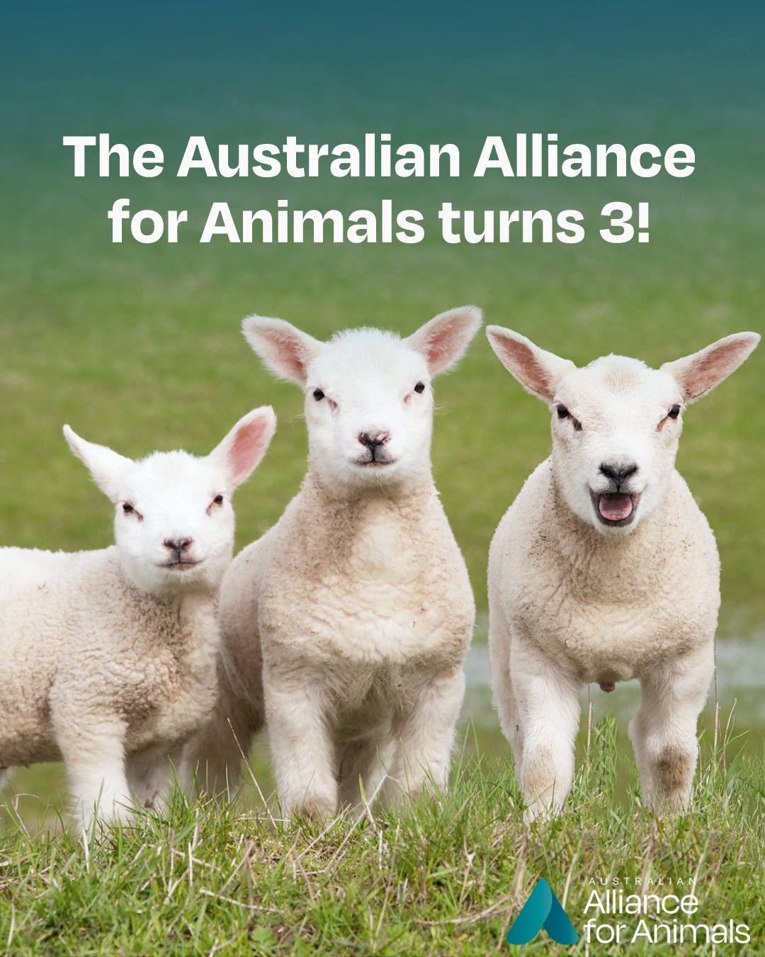 Australian - 🎉 The Australian Alliance for Animals Turns 3! In March ...