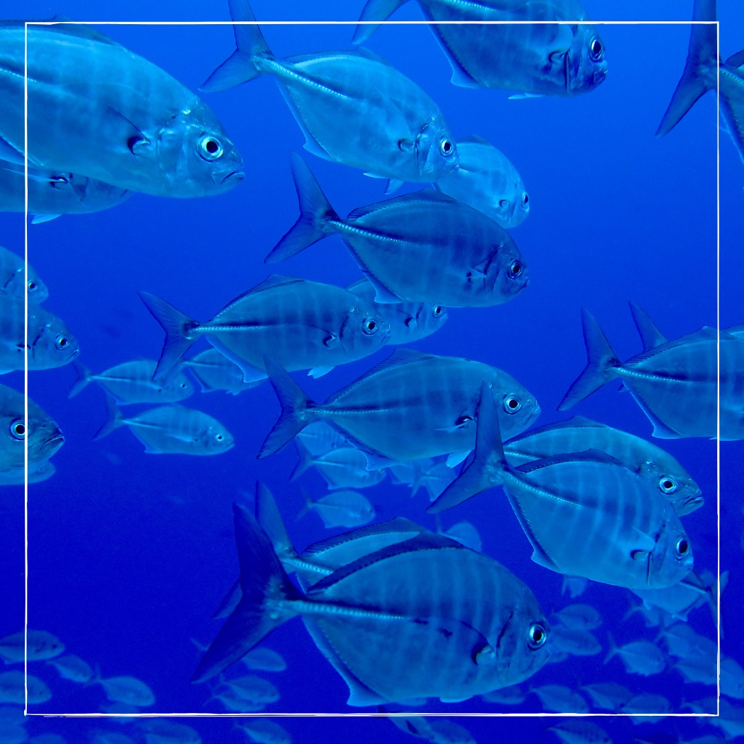 DeepZen Raiatea | Uturoa