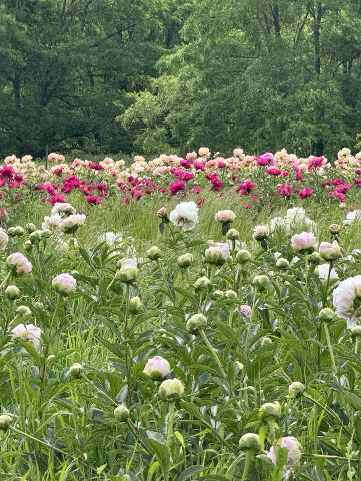 FoxHaven Farms | Victor NY