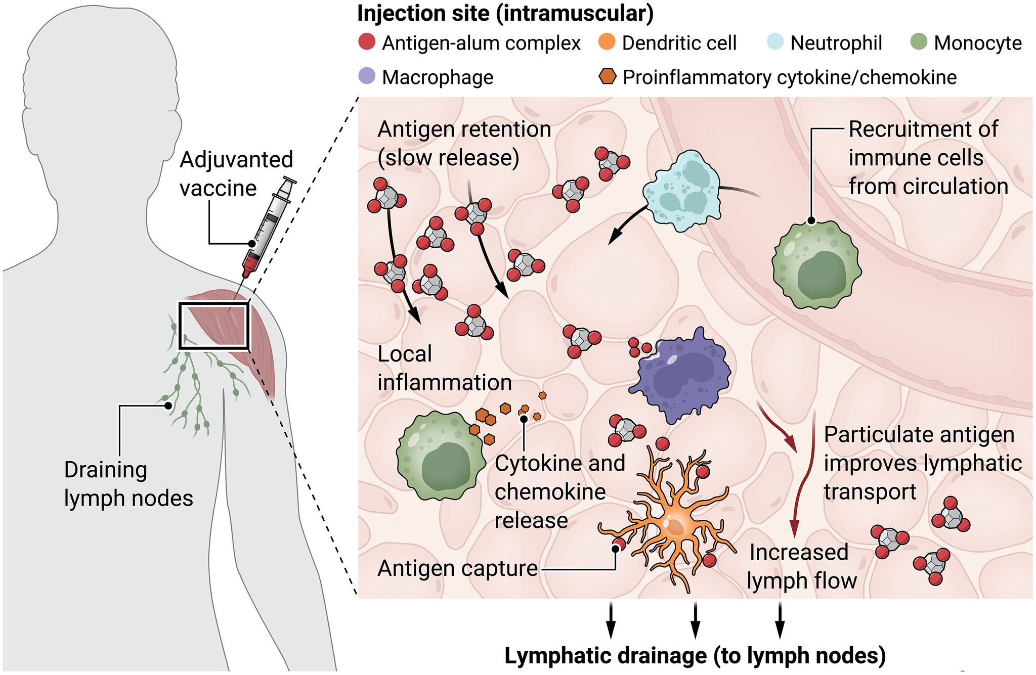 Mechanisms Of Action Insights Into The Potential Cardioprotective