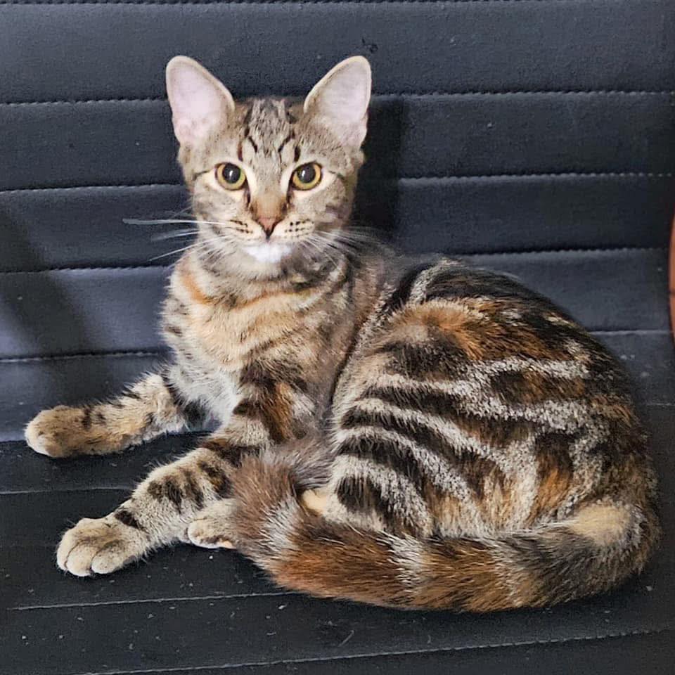 💫🦄 MEET UMA 🦄💫 Nature Hello! My... - Perth Rescue Angels | Facebook