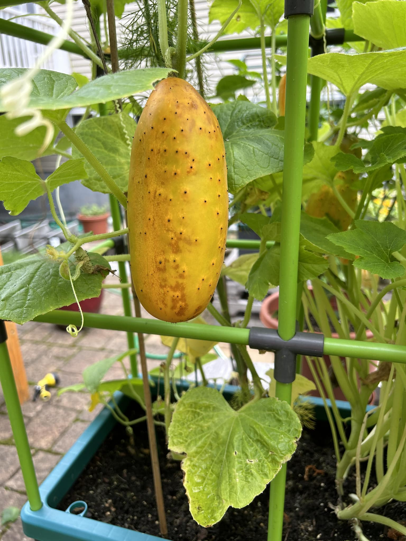 What is this yellow vegetable that looks like zucchini?