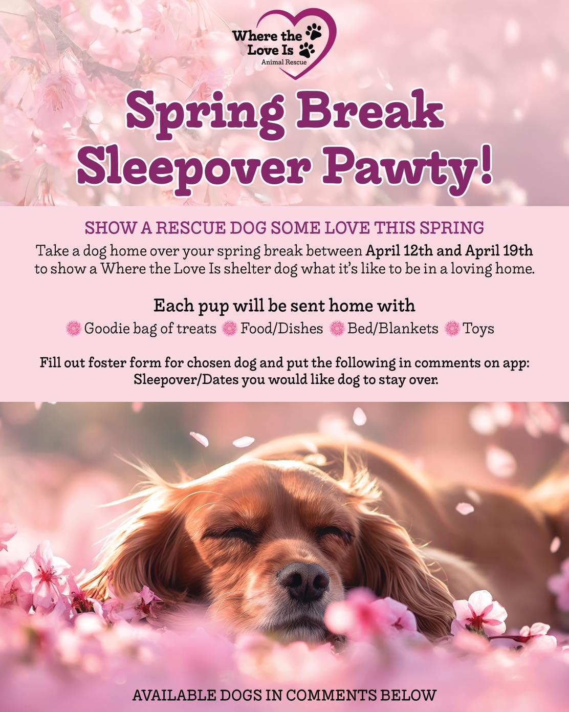 Where - 🌸🐾 Spring Break Sleepover Pawty! 🐾🌸 Our popular sleepover ...