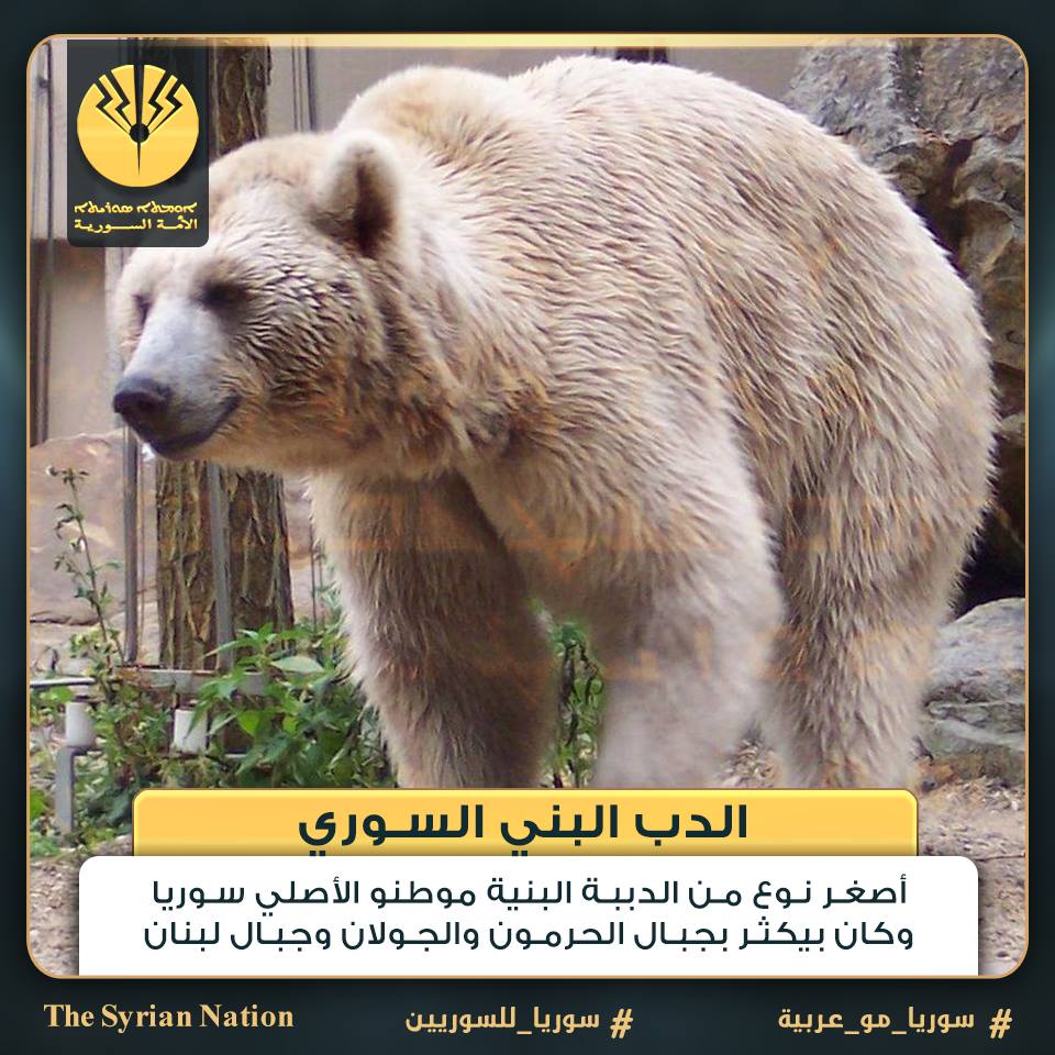 الأمة السورية الدب البني السوري أو الدب الأسمر السوري أو الدب السوري الاسم العلمي Ursus Arctos Syriacus واحد من سلالات الدب البني وأصغرها بالحجم وهو حيوان قارت بياكل كل شيء فهو