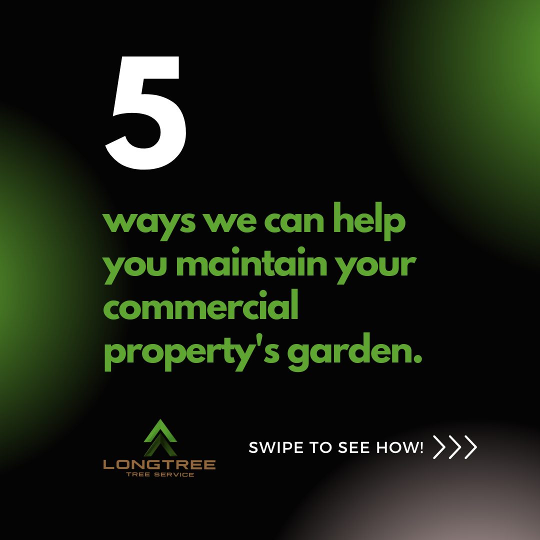 Longtree Tree Service | Southfield MI