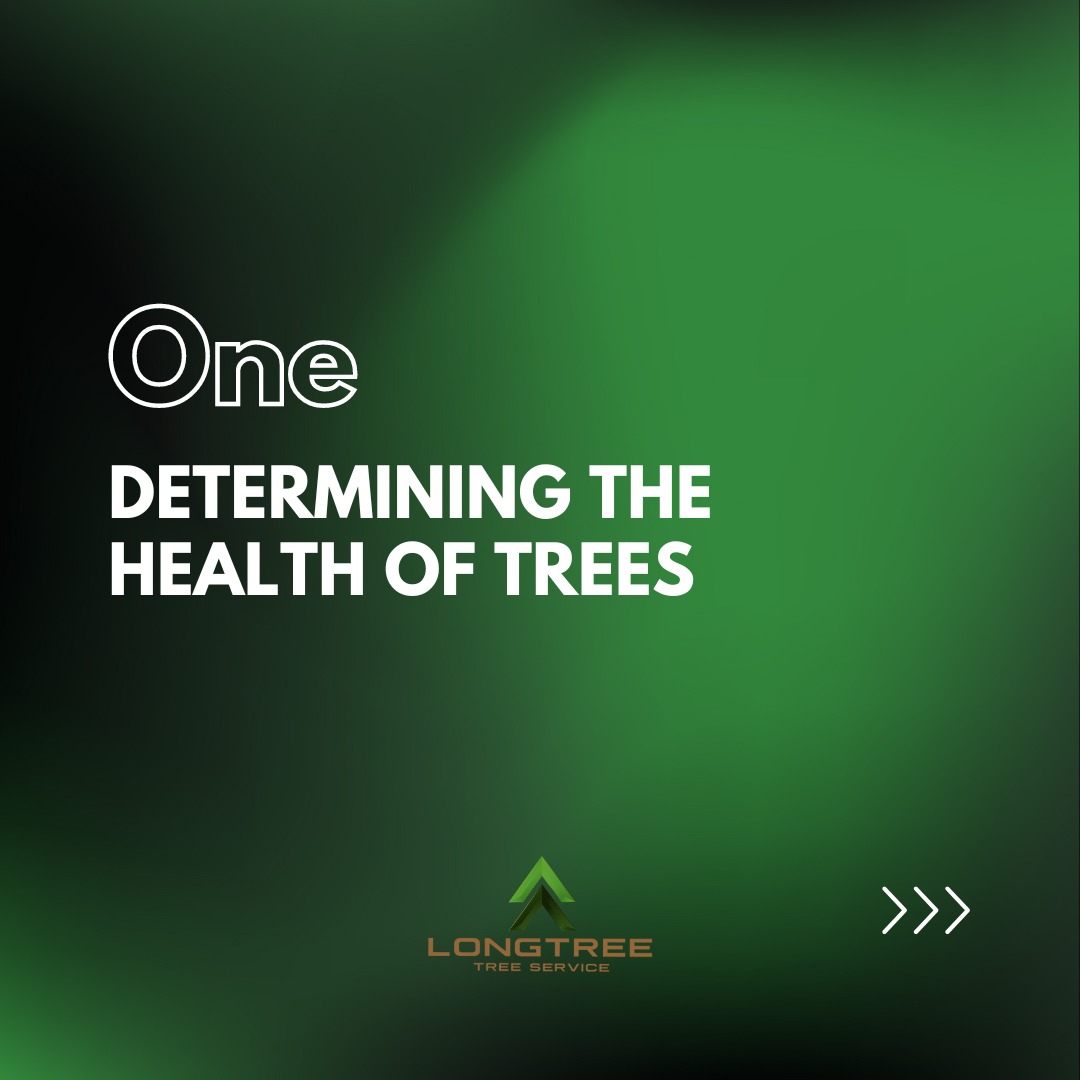 Longtree Tree Service | Southfield MI