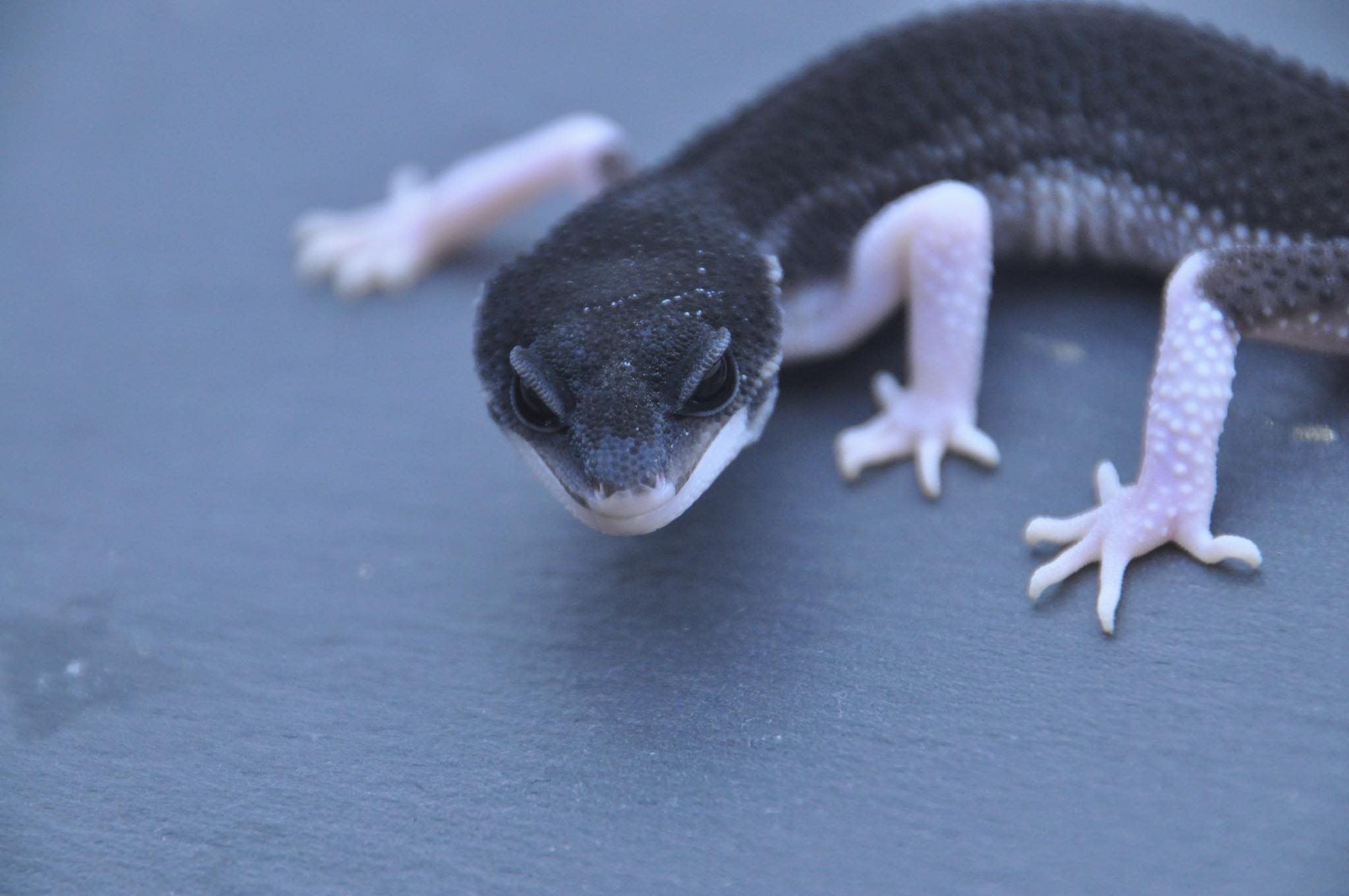 MyGeckos