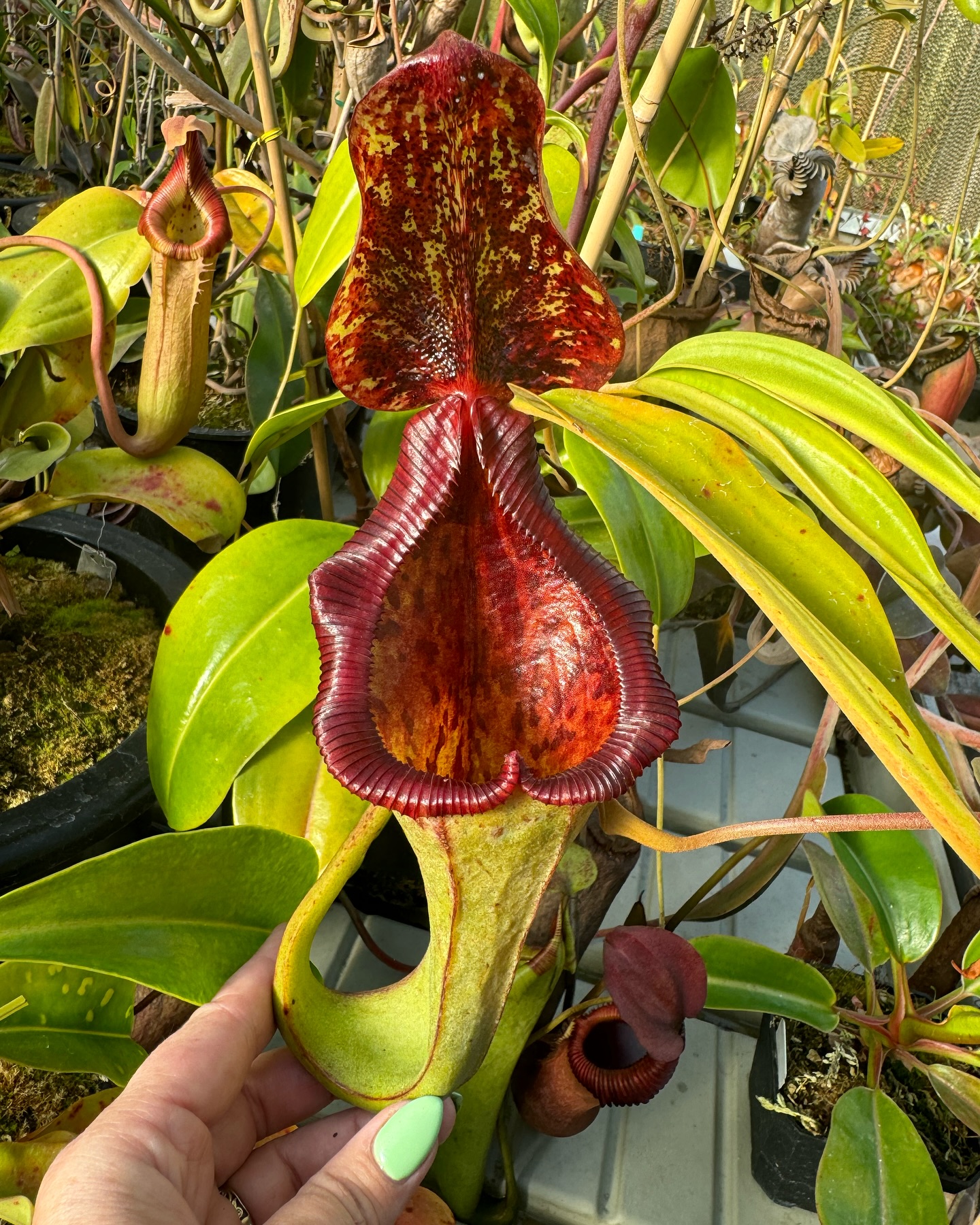 Nepenthes ( maxima x sibuyanensis ) x lowii has fantastic form