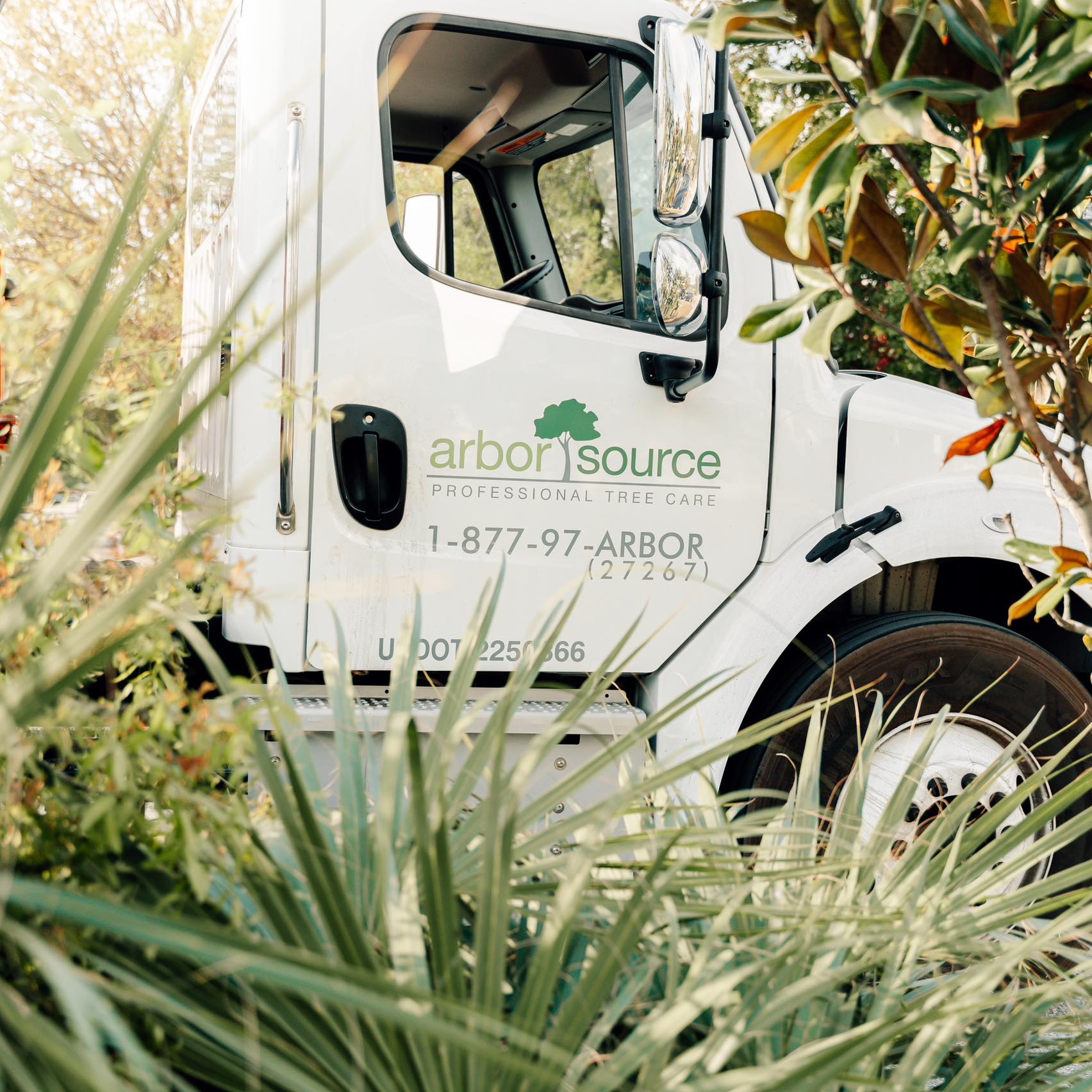 Arbor Source Professional Tree Care | Saint Petersburg FL