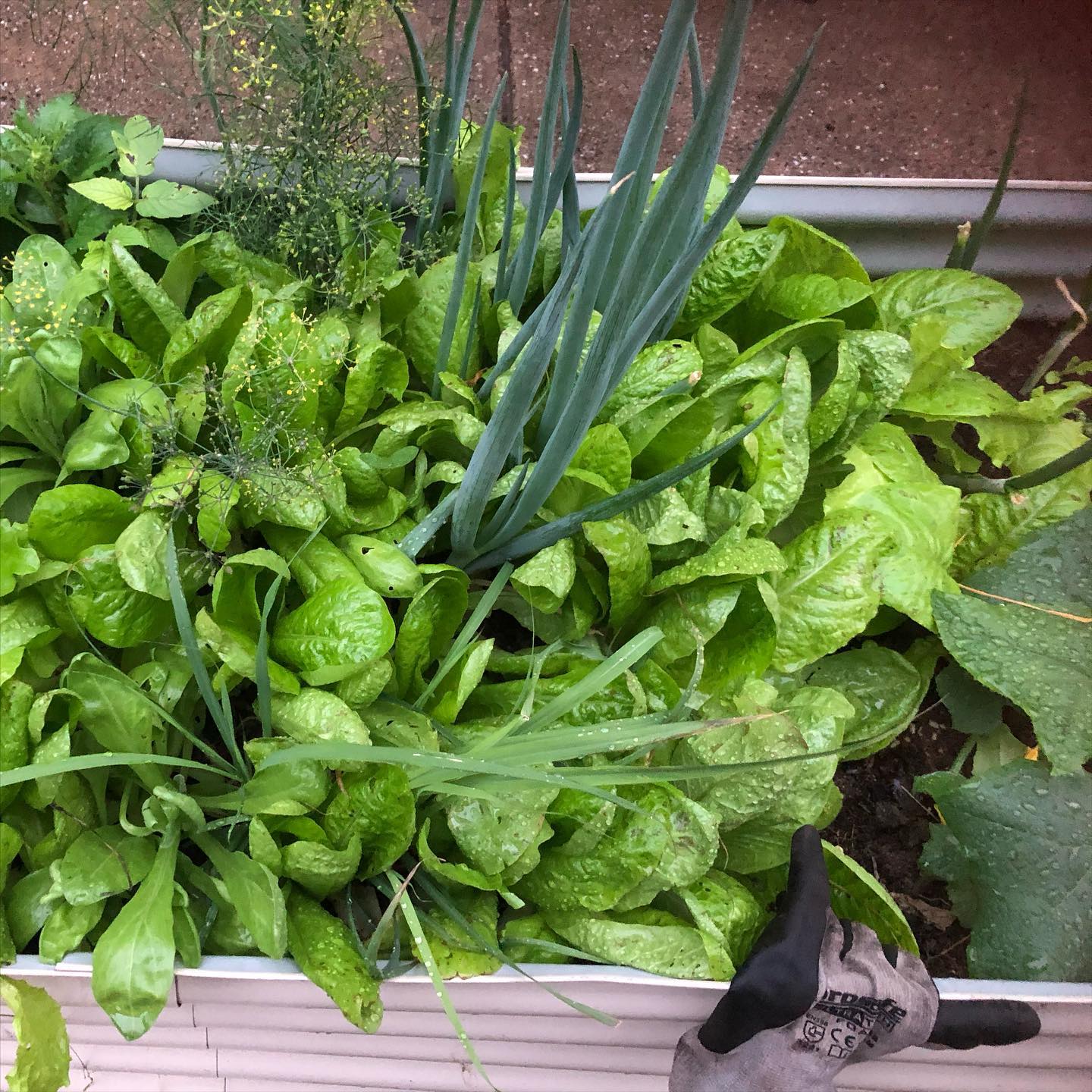 The Compost Depot