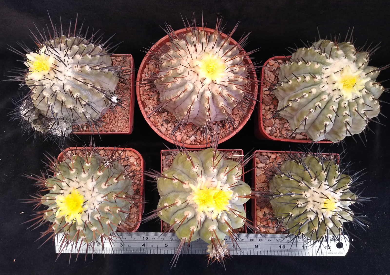 Best time of the year: Copiapoa cinerea