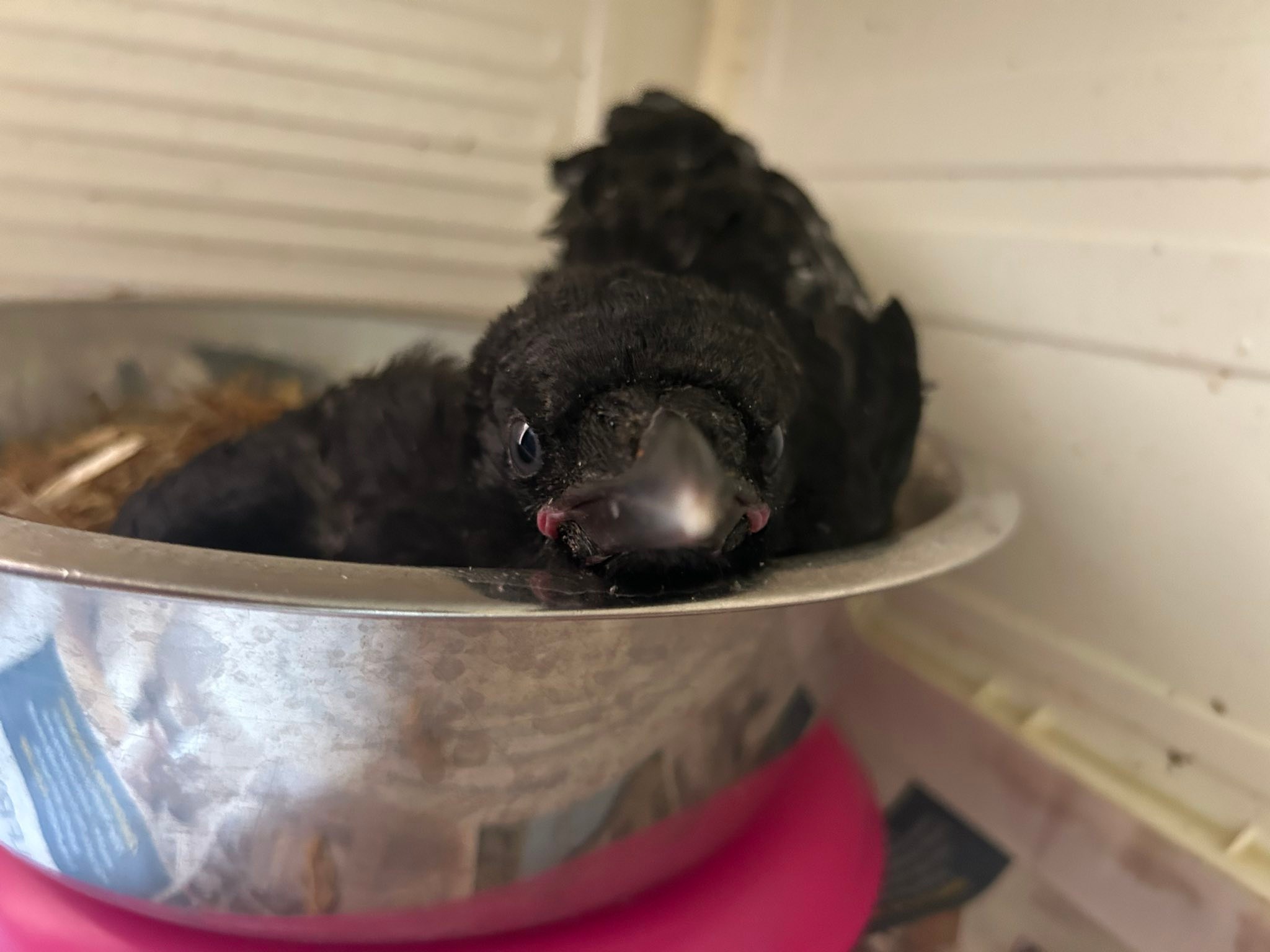 New babies! A young fledgling... - Raven’s Rescue Norfolk | Facebook