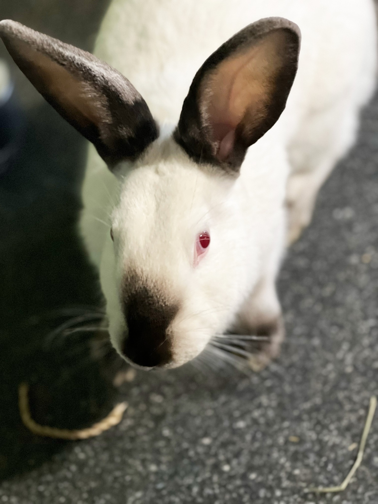 Cotton Tails Rabbit Rescue, Inc. | New City NY
