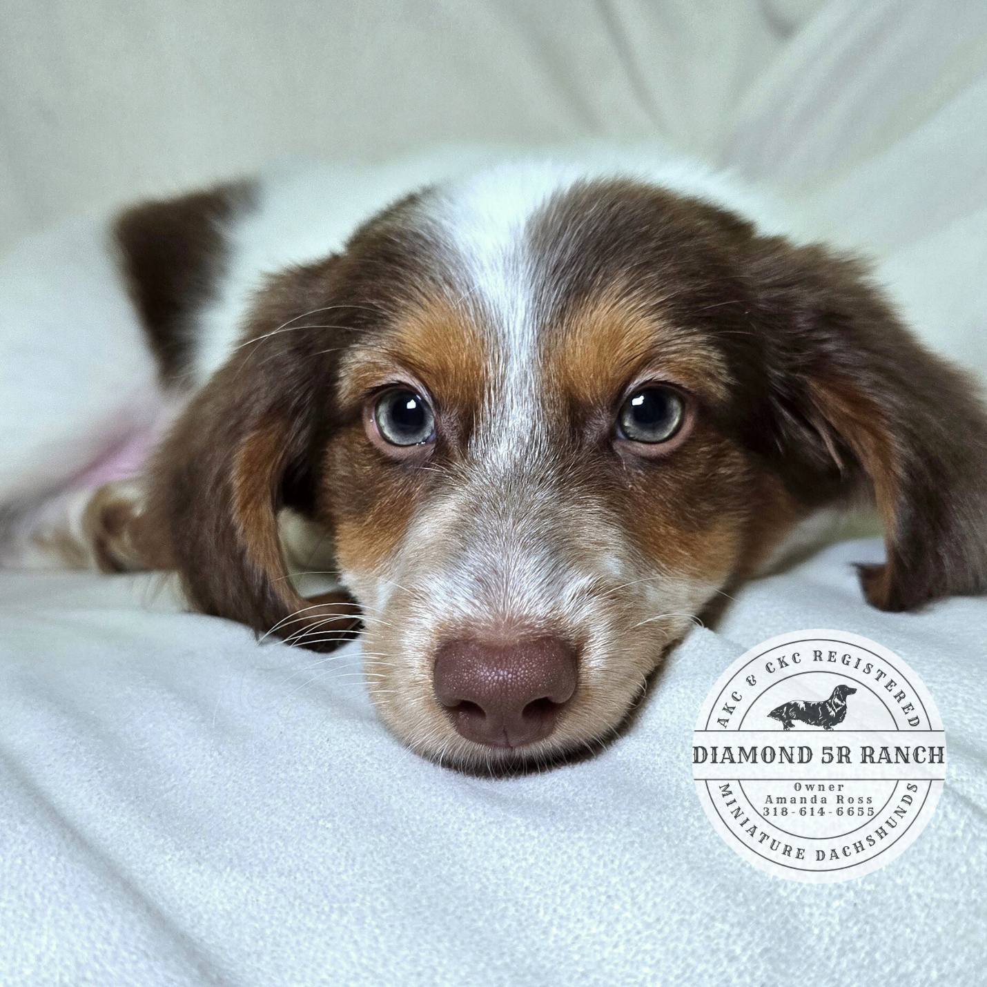 Diamond 5R Ranch Miniature Dachshunds