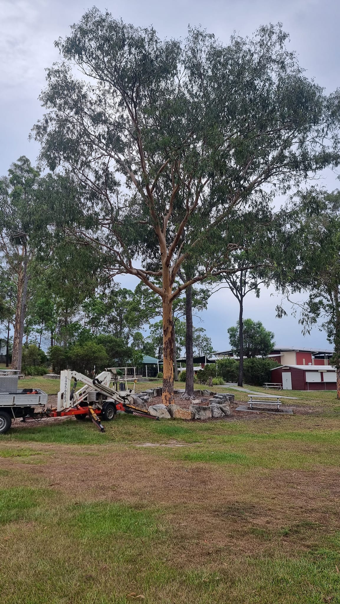 SafeWay Tree Service | Brisbane QLD