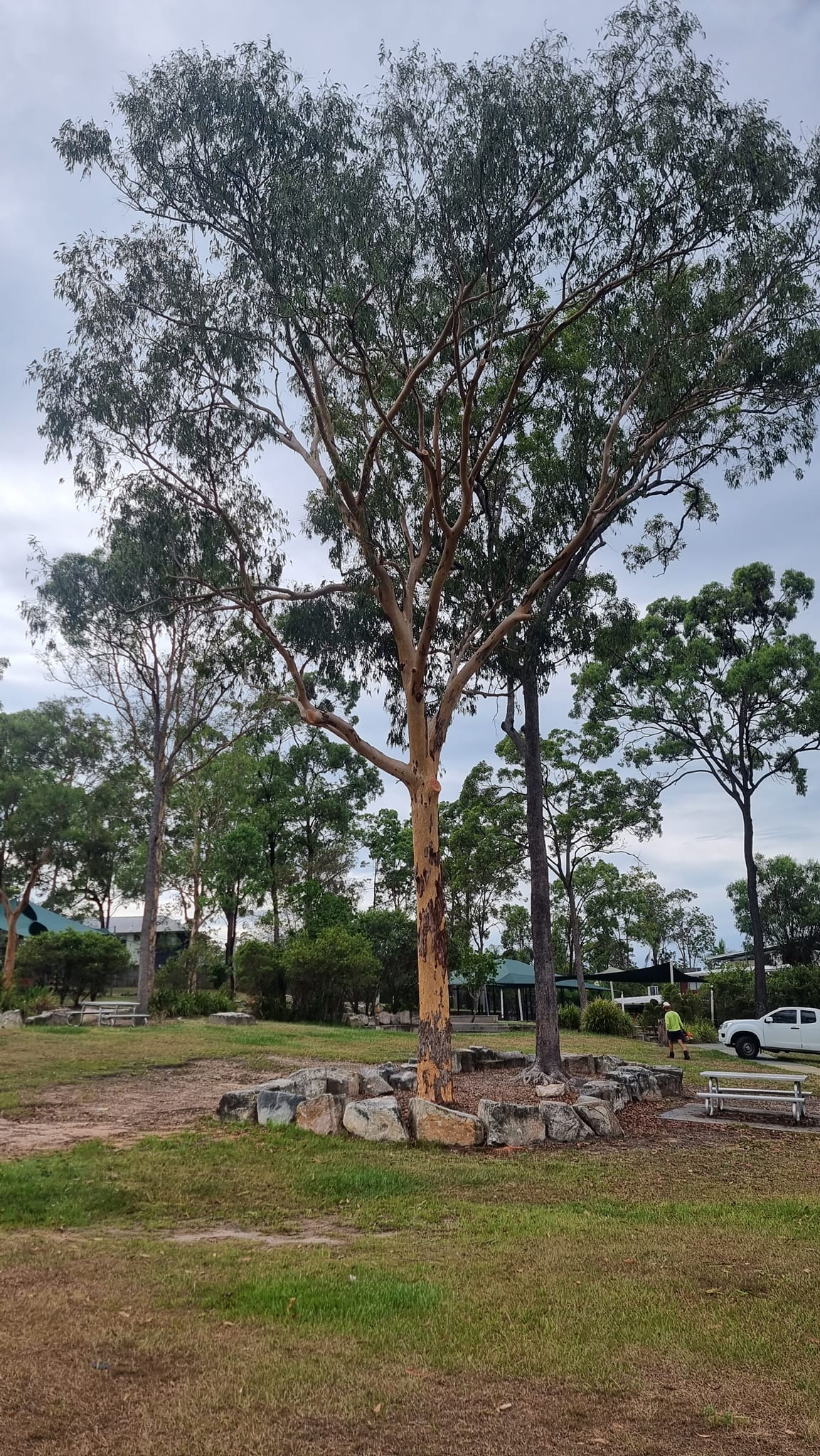 SafeWay Tree Service | Brisbane QLD