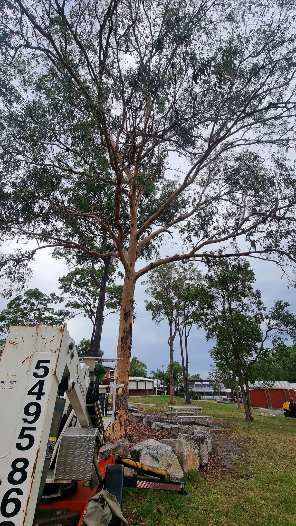 SafeWay Tree Service | Brisbane QLD