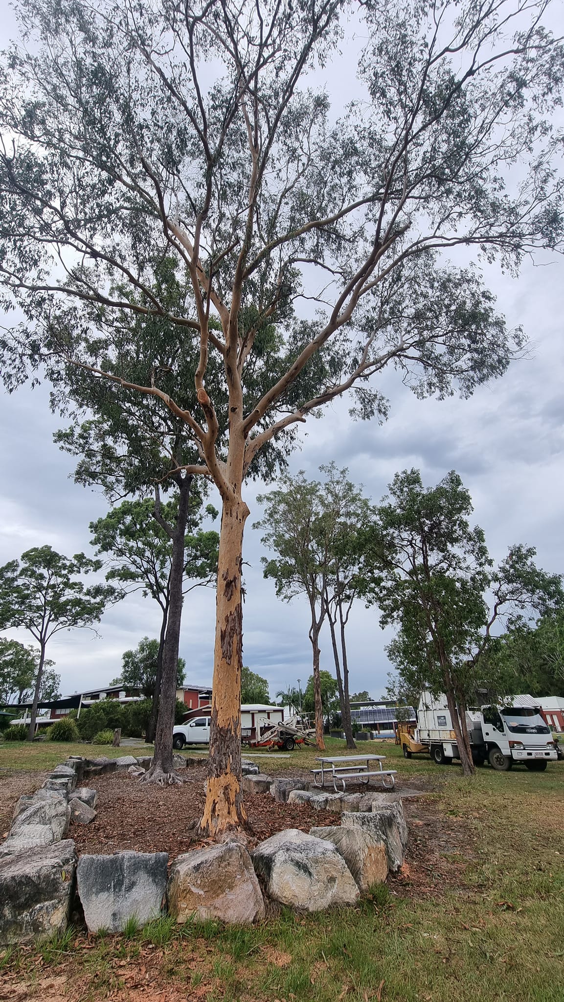 SafeWay Tree Service | Brisbane QLD