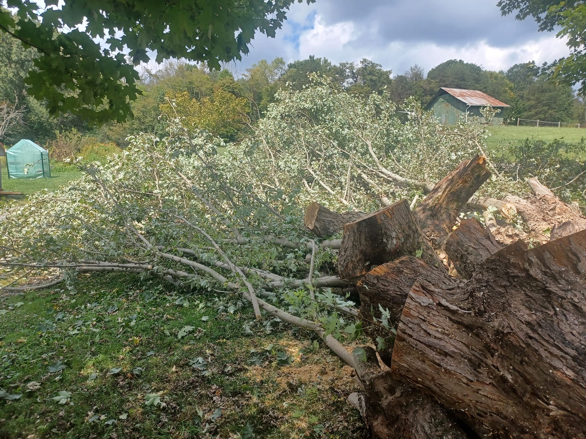 Top Notch Tree Service | Kingsport TN