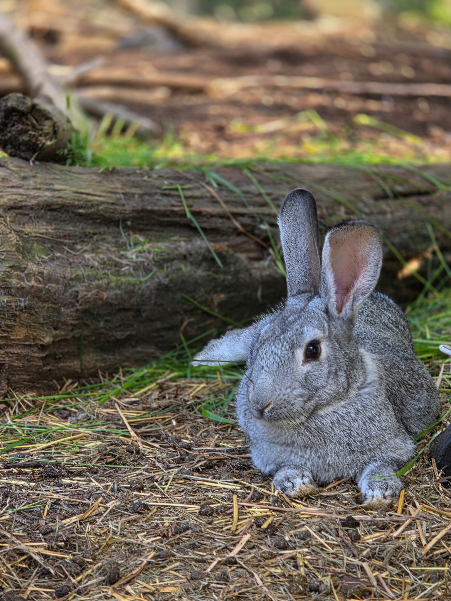 Rondout Valley... - Rondout Valley Rabbits PLUS 4H Club