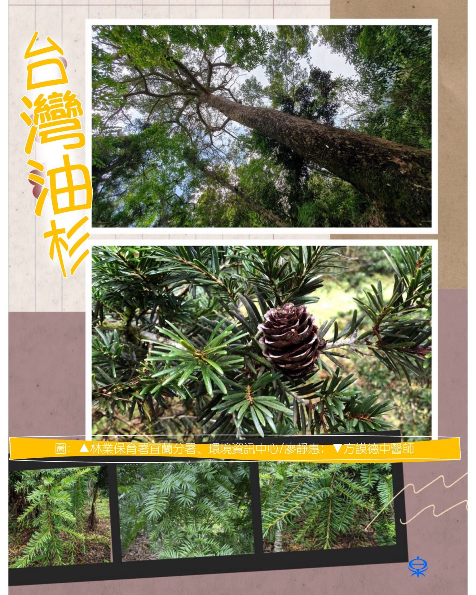 人與環境友善共好 - 【再見或再也不見・瀕危植物】 台灣油杉 台灣油杉(Keteleeria davidiana var. formosana ...