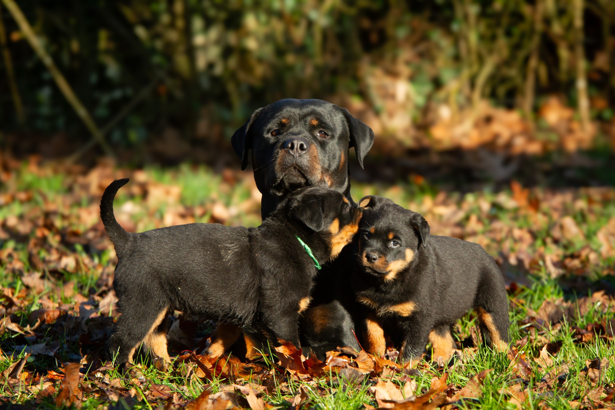 Rottweilers - 🐻FAHRA DEL HUAYRAÑAN🐻 🐾6 MESES DE EDAD🐾 🌴🏡 Rumbo a su ...