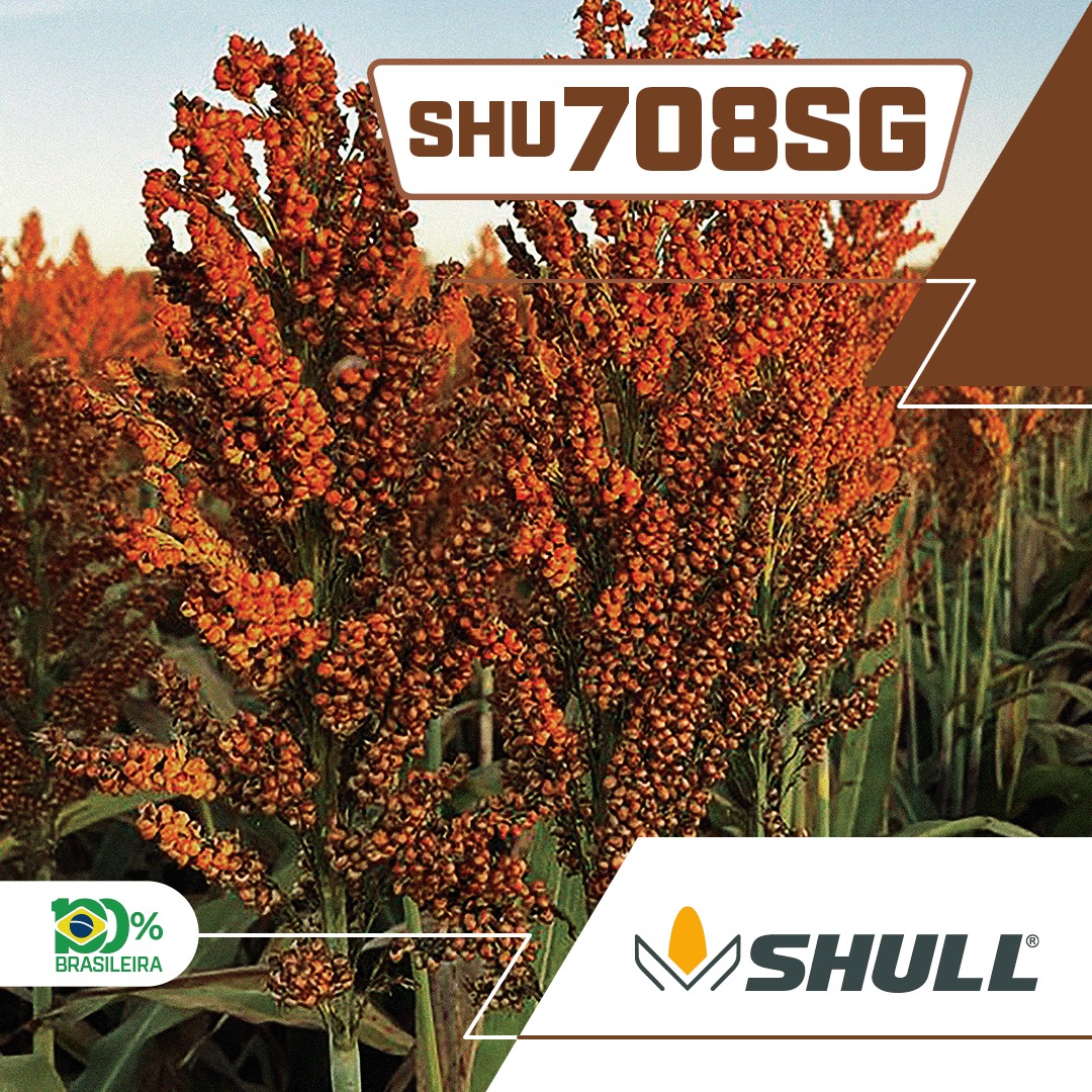 SHULL SEEDS - O lançamento SHU708SG, apresenta ótima... | Facebook