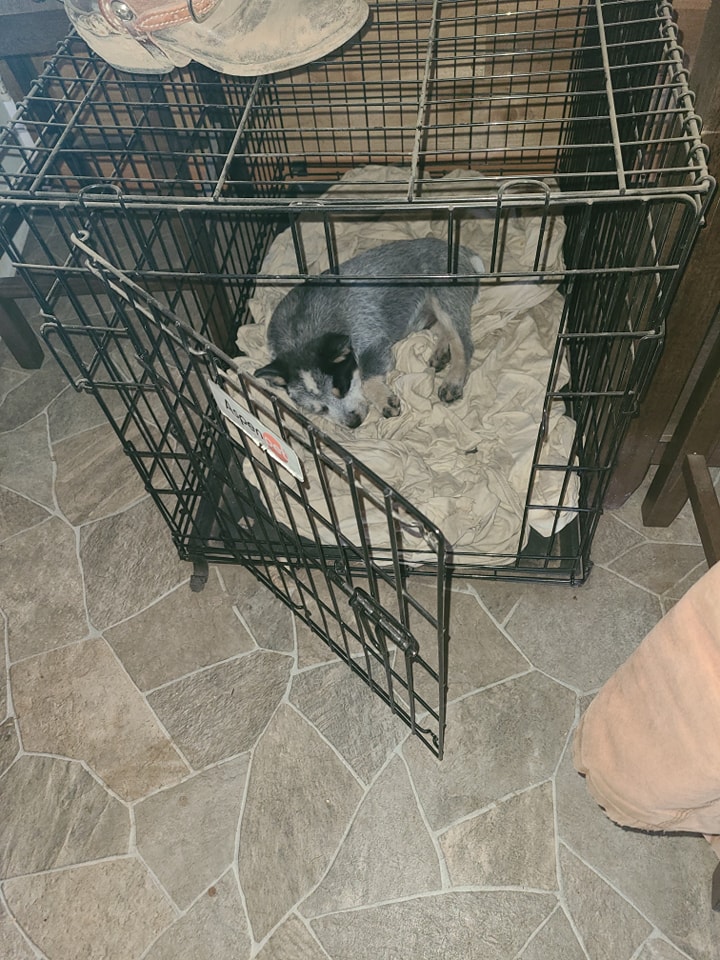 Wilhelm Ranch Dogs